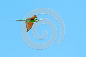 European bee-eater with prey in flight on blue sky background