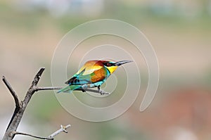 European bee-eater resembling a painted parallelogram sits on