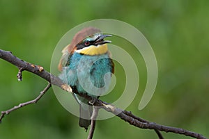 European bee eater resting and singing on tree branch Merops apiaster