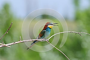 European bee-eater with ruffled feathers on the nape opened its beak.