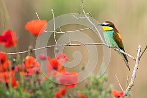 The European bee-eater sits on a branch