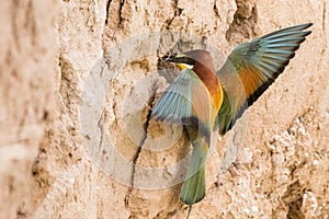 The European bee-eater sits on a branch