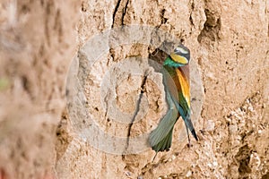 The European bee-eater sits on a branch