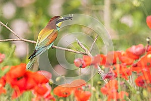 The European bee-eater sits on a branch