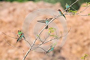 The European bee-eater sits on a branch