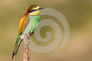 The European bee-eater sits on a branch