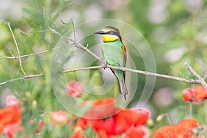 The European bee-eater sits on a branch