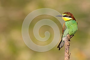 The European bee-eater sits on a branch