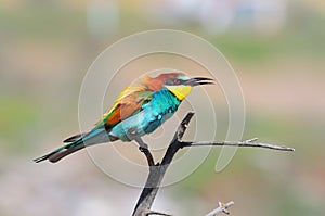 European bee-eater sits on a dry branch, ruffling feathers on the nape.