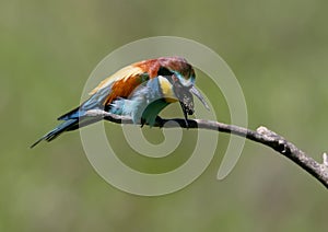 The European bee-eater spews