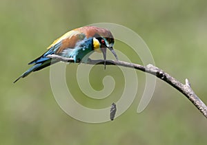 The European bee-eater spews photo