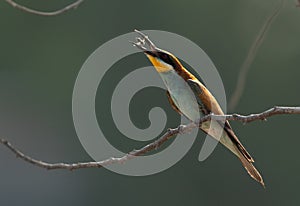 European bee-eater tossing a bee, Bahrain. A backlit image