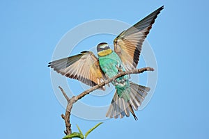 European bee-eater with wings outstretched on a beautiful background