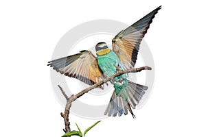 European bee-eater with wings outstretched on a white background