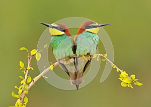 European Bee Eaters