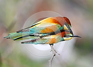 European bee-eaters are mated