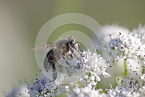 European bee sucking pollen and nectar