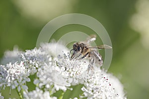 European bee sucking pollen and nectar photo