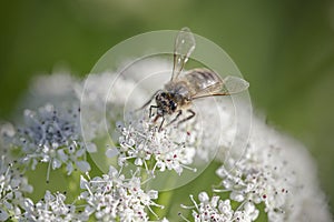 European bee sucking pollen and nectar photo
