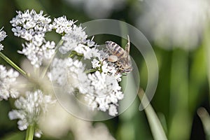 European bee sucking pollen and nectar photo