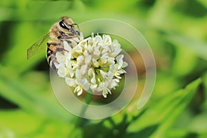 European bee or western honey bee pollinate white clover Trifolium repens flower on meadow