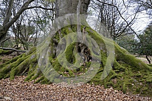 European Beech