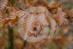 European beech Fagus sylvatica autumn leaves selective focus