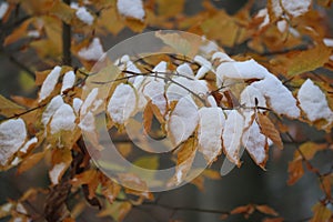 European beech leaves with Snow