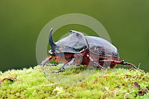 European beetle - Oryctes nasicornis