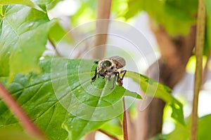 European beetle pest - common cockchafer melolontha also known