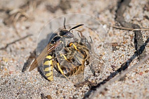 European Beewolf wasp (Philanthus triangulum) with Honey Bee prey