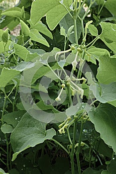 European birthwort, leaves and flowers