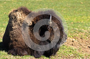 European bison