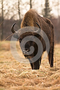 European Bison