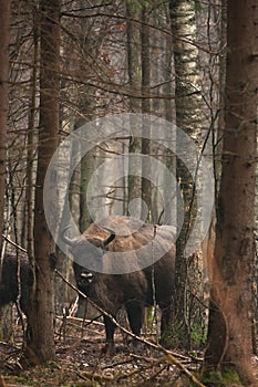 European Bison photo