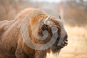 European Bison