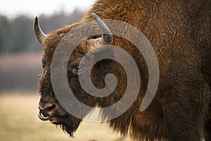 European Bison