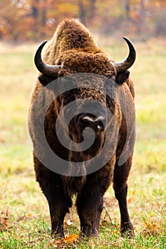 European bison