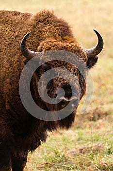 European bison