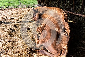 European Bison