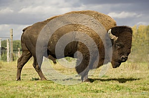 European Bison