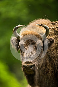 European bison