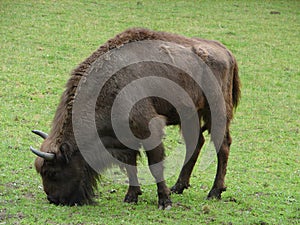 European Bison