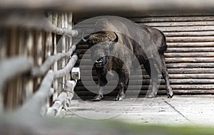 European Bison