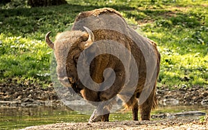 The European bison, also known as wisent or the European wood bison