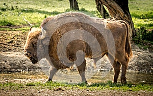 The European bison, also known as wisent or the European wood bison