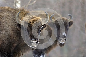 European bison Aurochs in the winter season on a heavy snow.