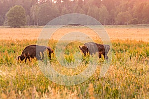 European bison Belarus