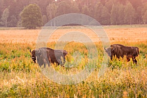 European bison Belarus