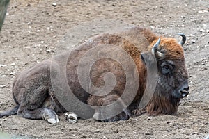 European bison Bison bonasus